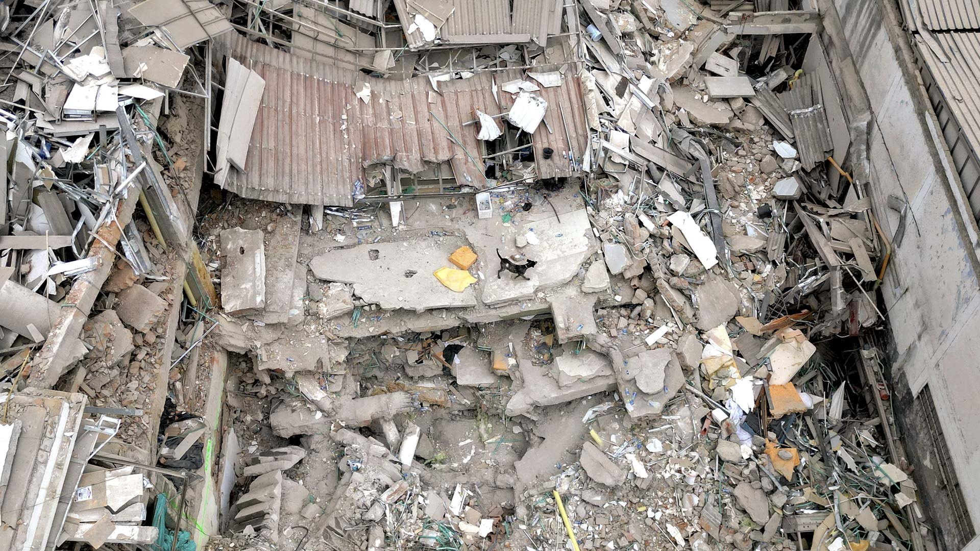 Woman dies protecting dog in Colombia earthquake 