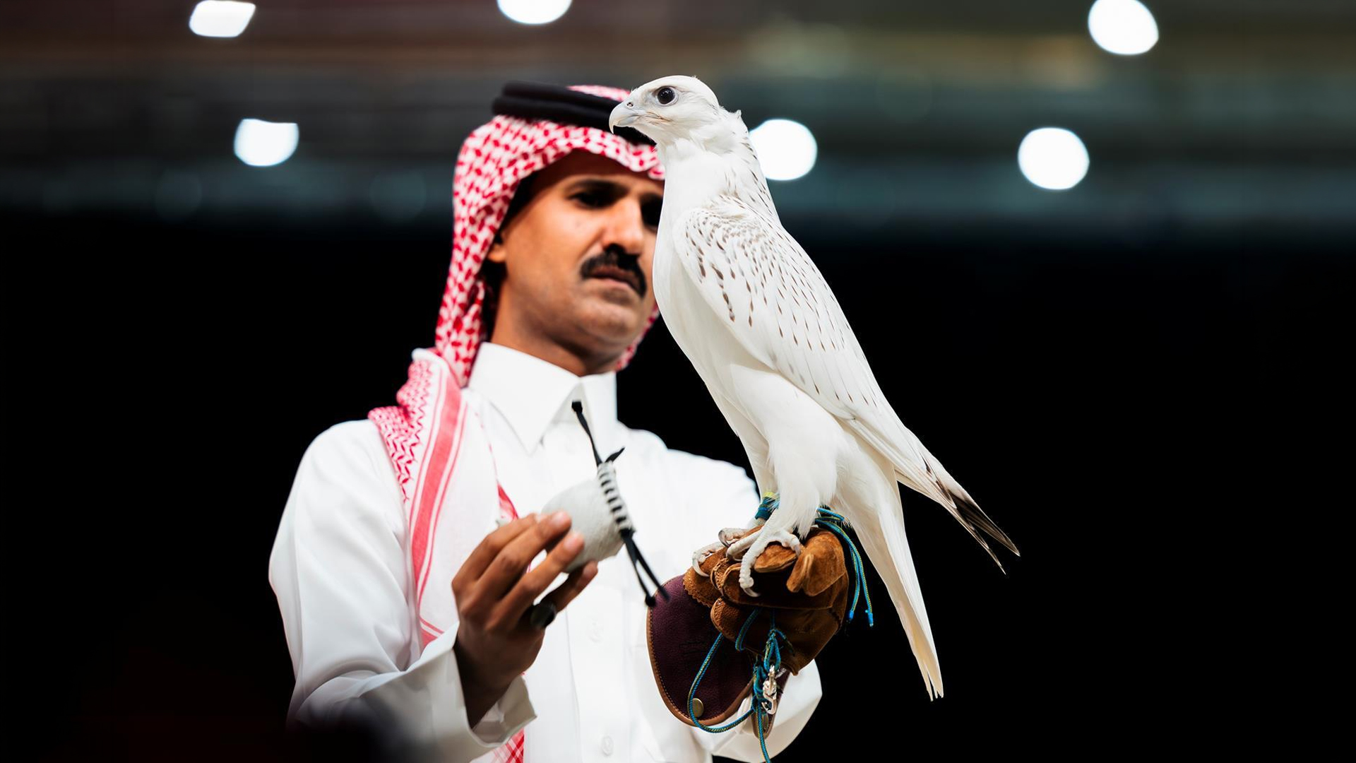السعودية تشهد بيع أغلى صقر في مزاد دولي بـ1.3 مليون ريال 