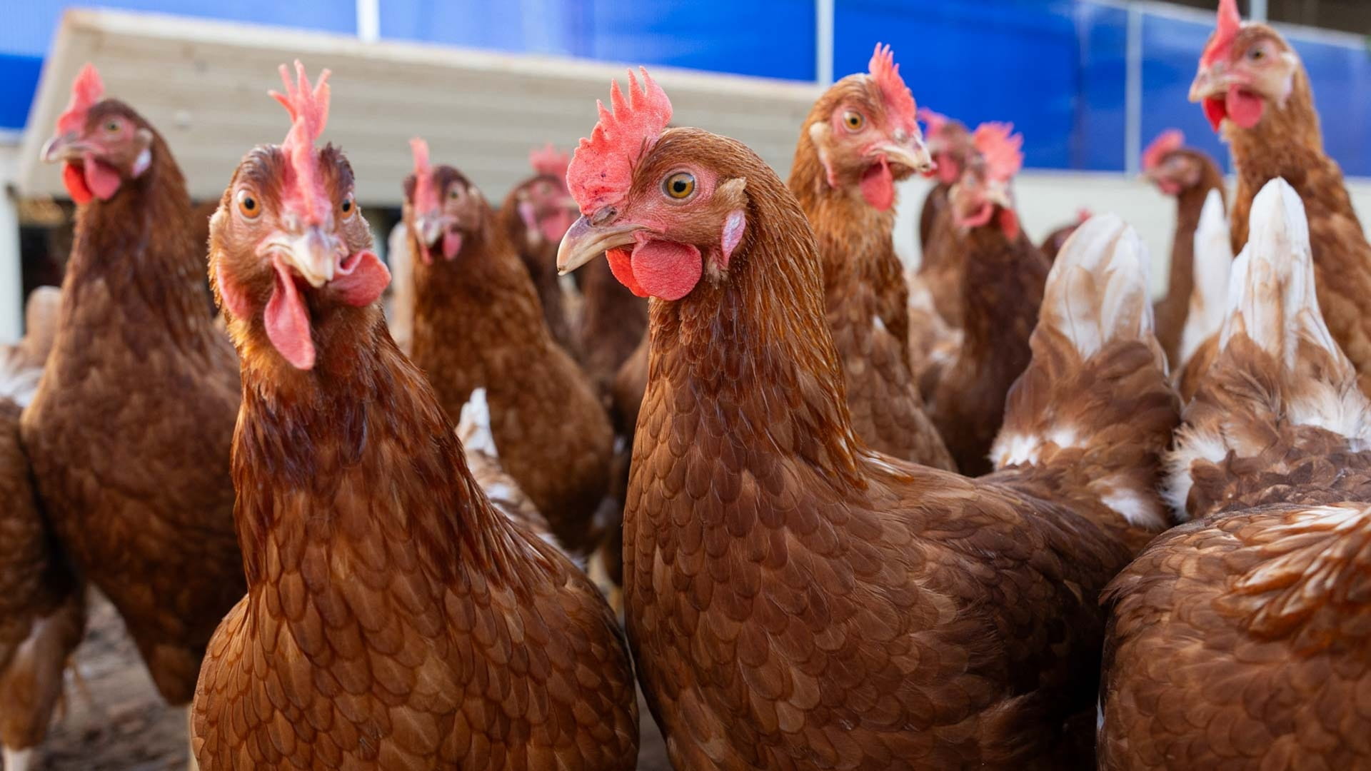 Czech Republic to cull 230,000 hens amid bird flu outbreak