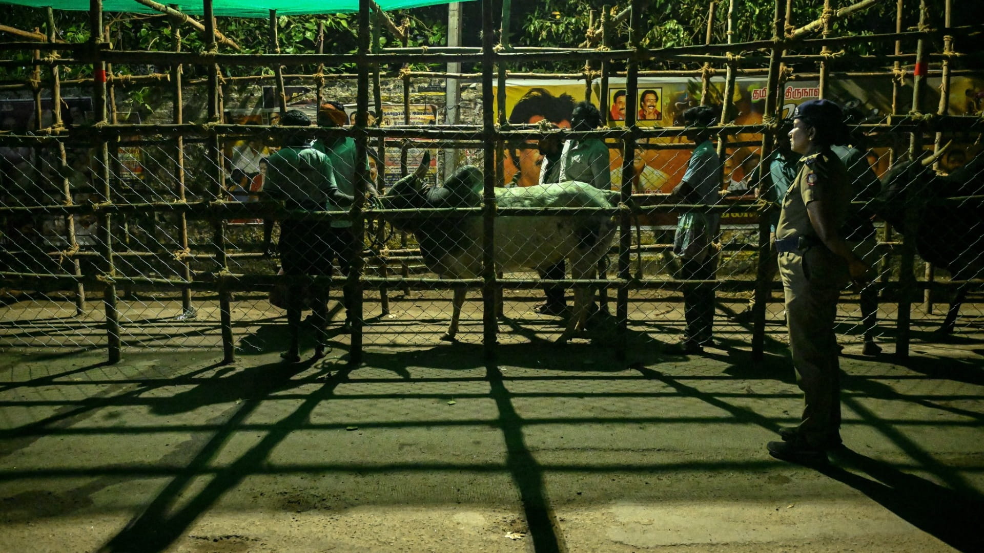 Deadly risks as Indians take on bulls at annual festival 