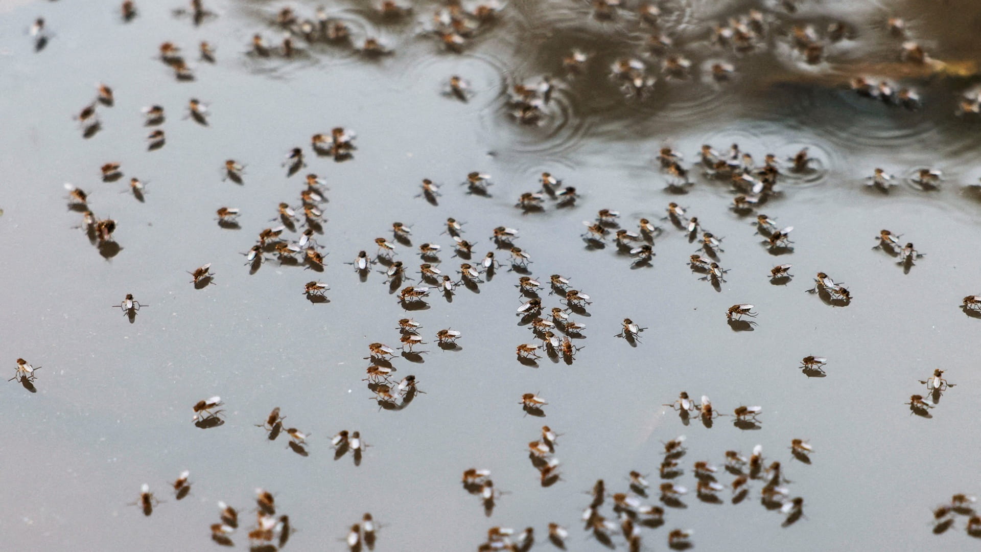 Bangladesh warns of dengue surge as weather aids spread