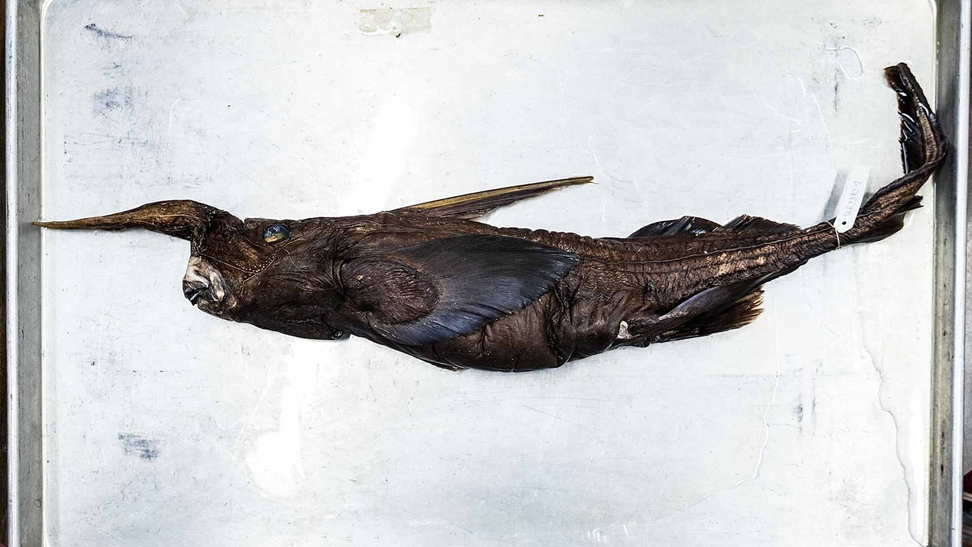 Image for the title: New species of ghost shark may have been found in Costa Rica 