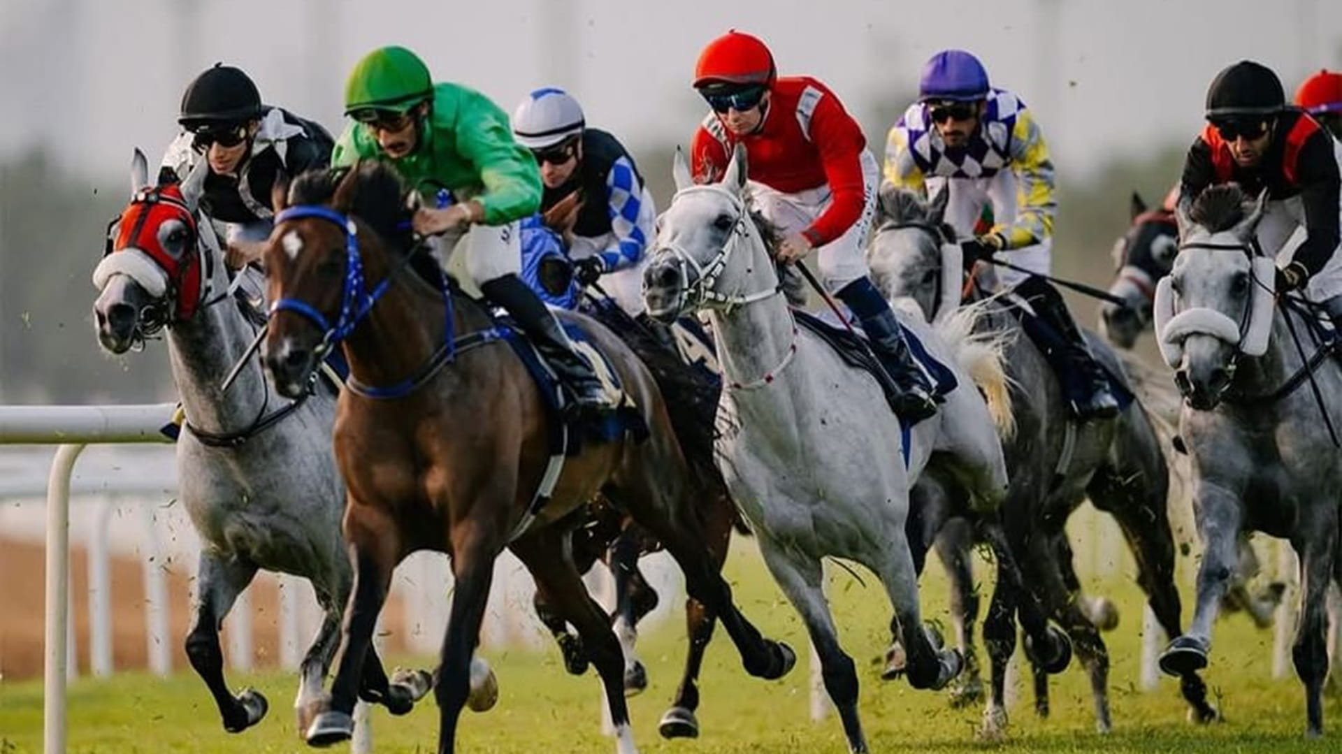 هيئة الإمارات لسباق الخيل تعلن ارتفاع عدد الخيول المسجلة بنسبة 31% 