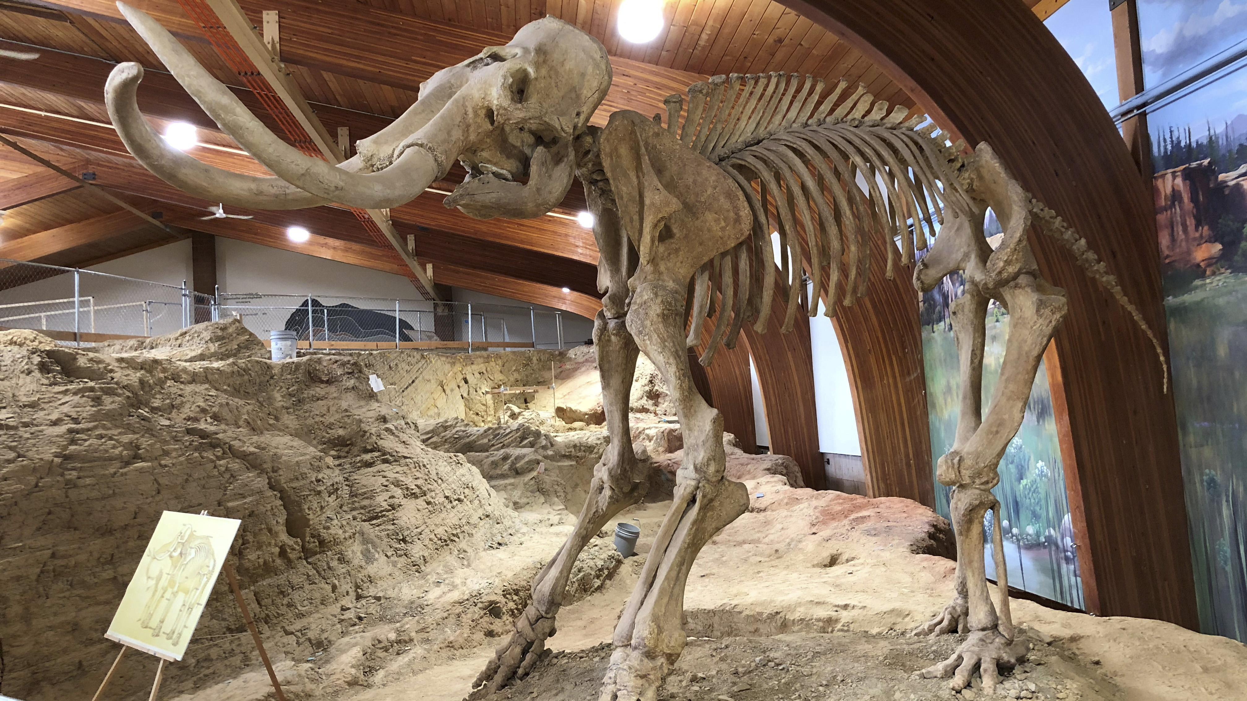 Image for the title: Study reveals Ice Age hunters targeted female woolly mammoths 