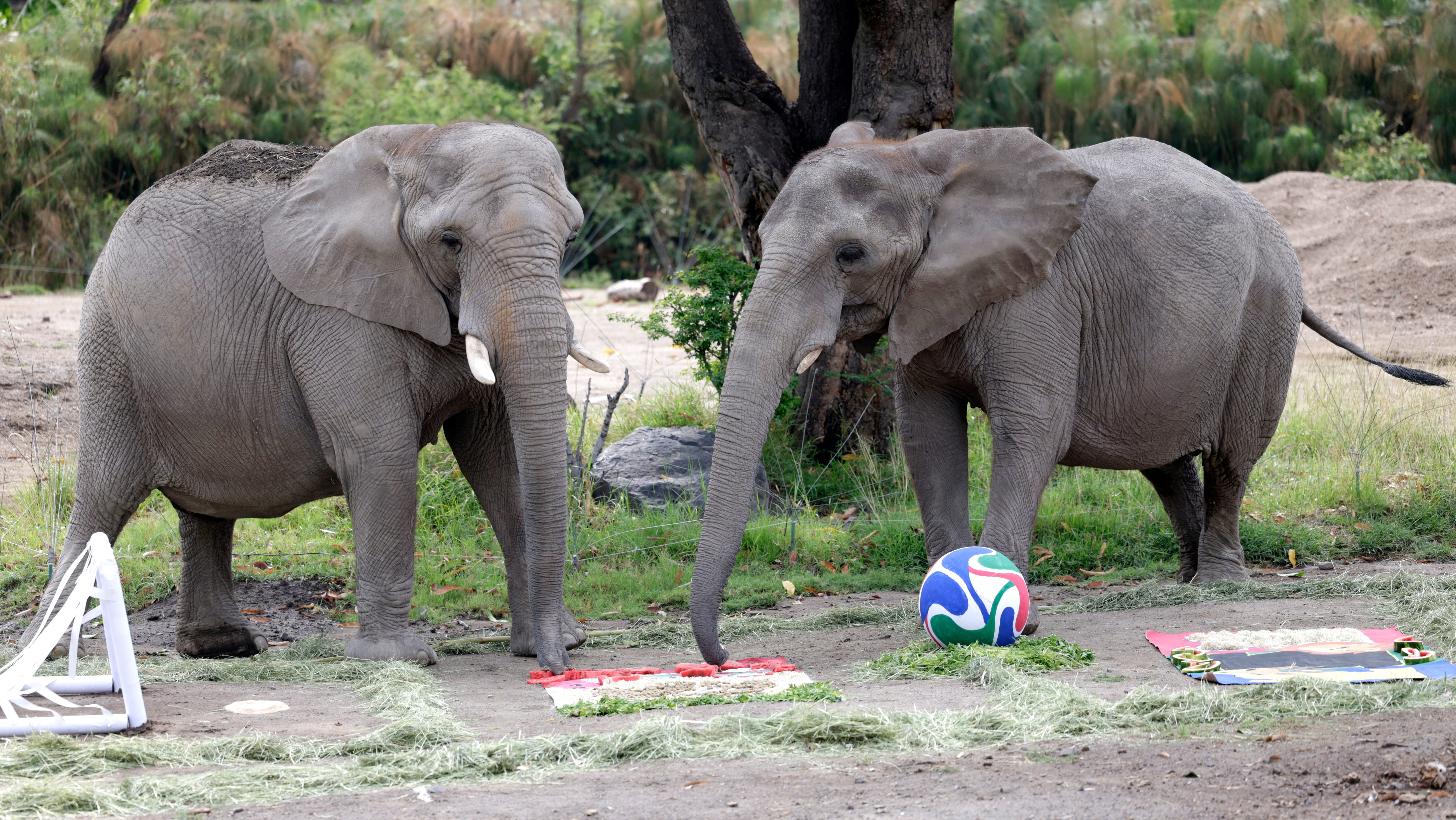 Zoo animals in Mexico predict World Cup results
