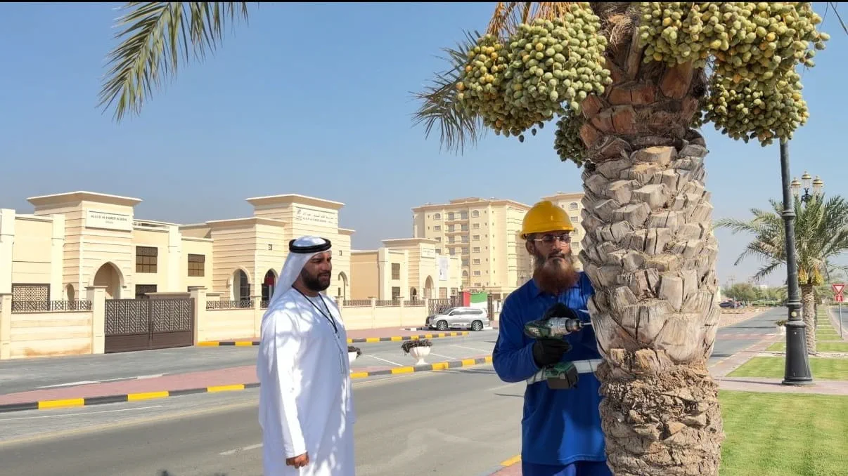 Dibba Al Hisn launches palm tree inventory project