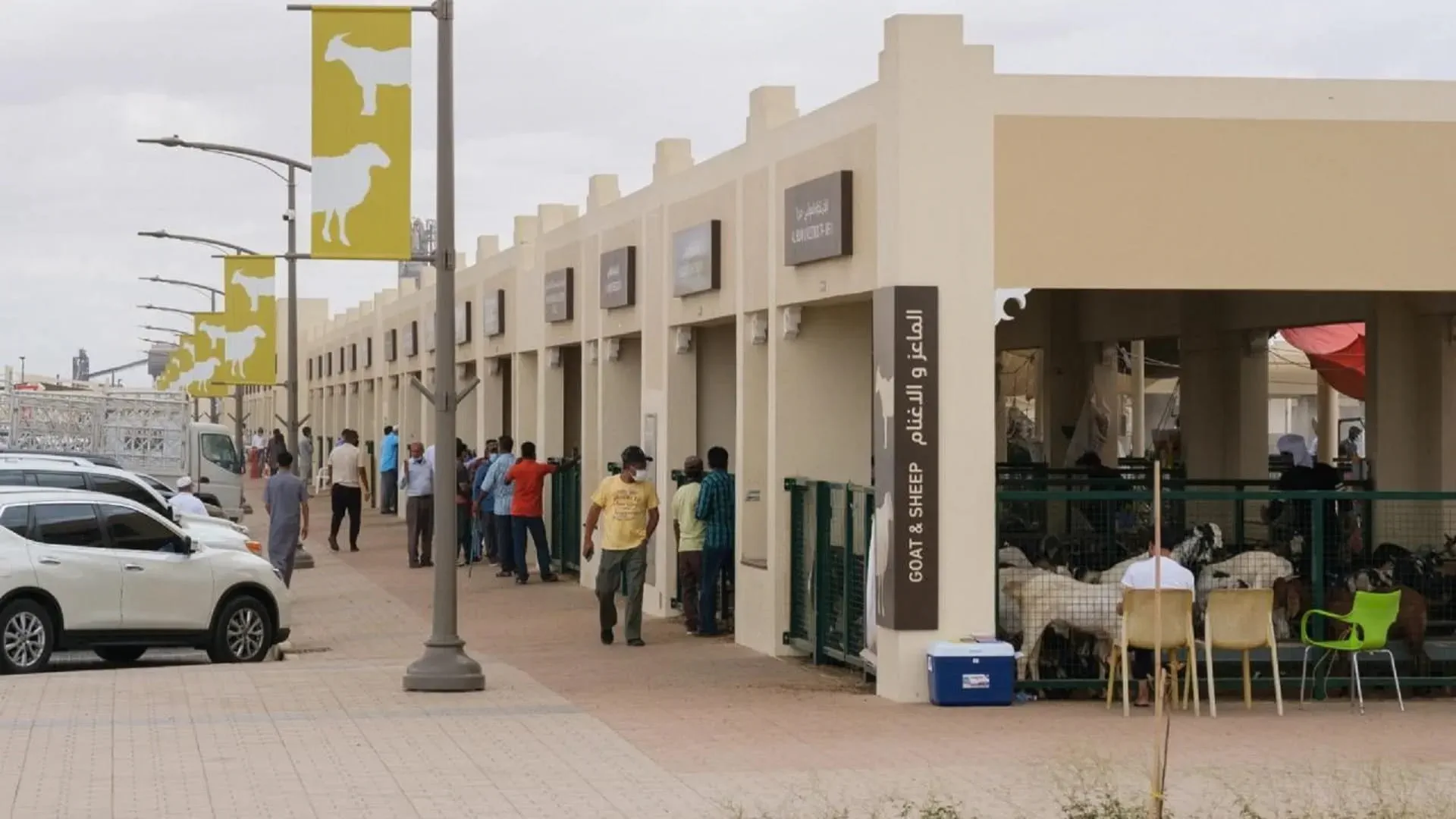 Image for the title: Sharjah Livestock Markets host 23,000 visitors during Eid Al-Adha