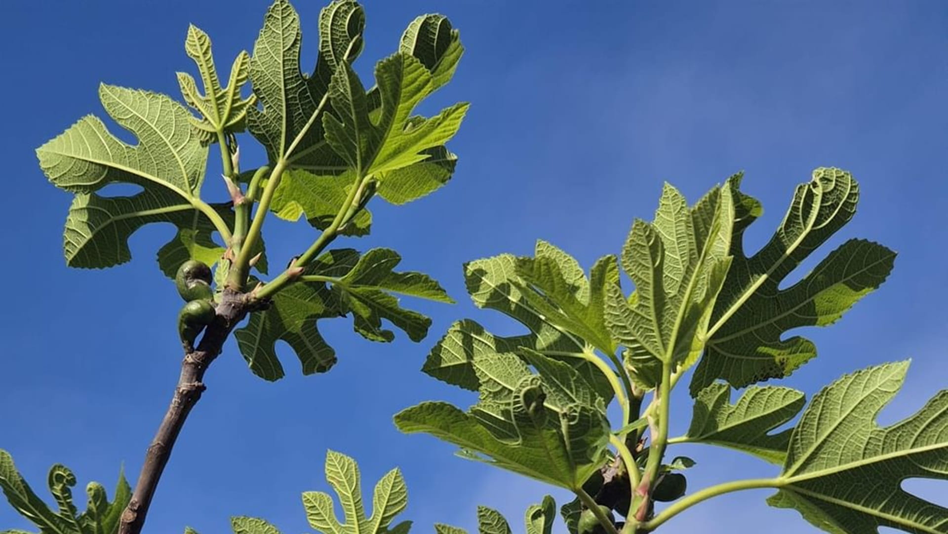 A new study links wild fig trees to future food security
