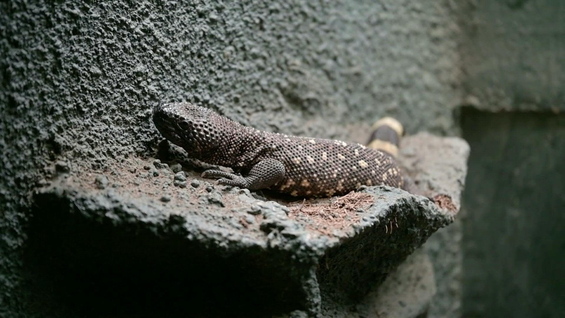 Image for the title: Guatemala reports birth of three lizard of endangered species 