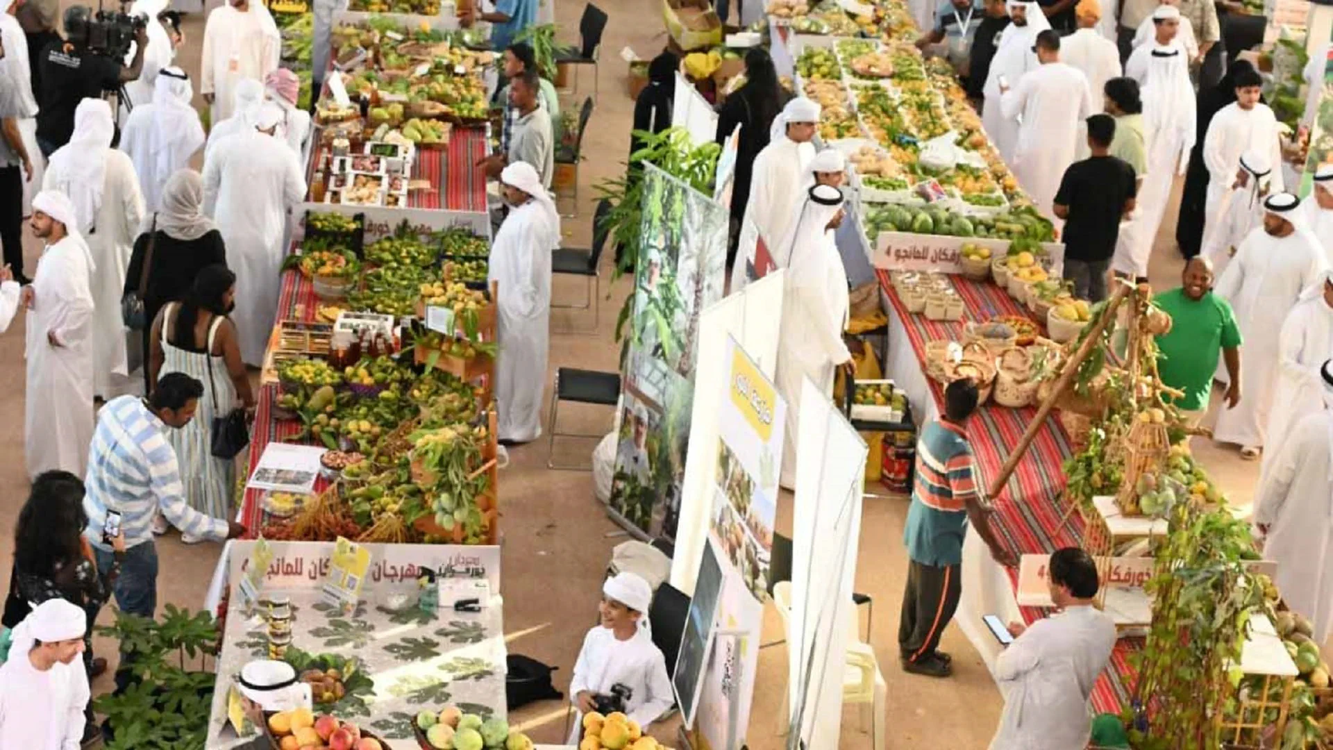 مهرجان خورفكان للمانجو ينطلق 26 يونيو بفعاليات تراثية وجوائز قيمة  