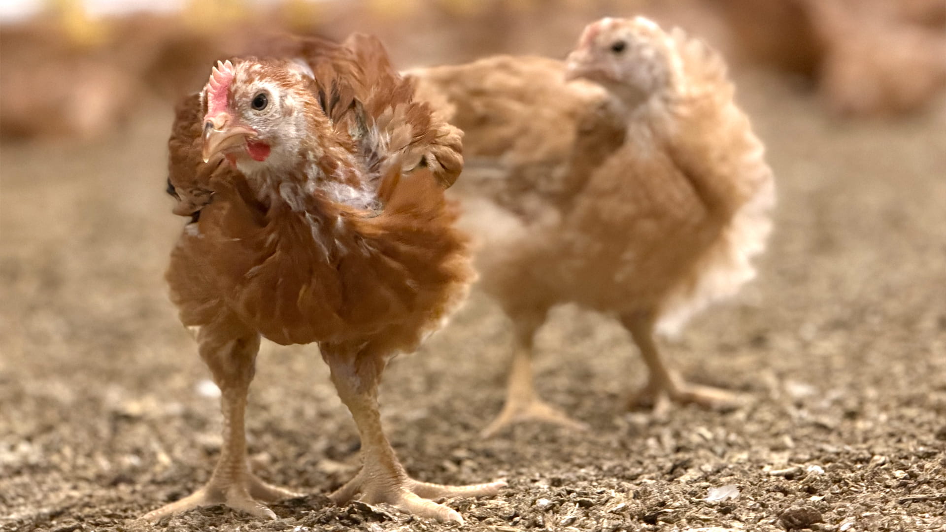 Image for the title: “FILI Poultry” enhances healthy poultry system in Sharjah 