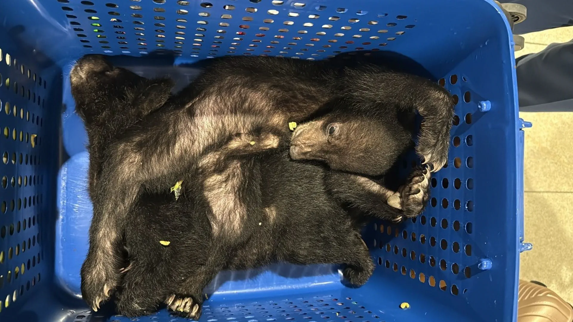 Dubai Customs foils wildlife smuggling attempt at Dubai Airport 