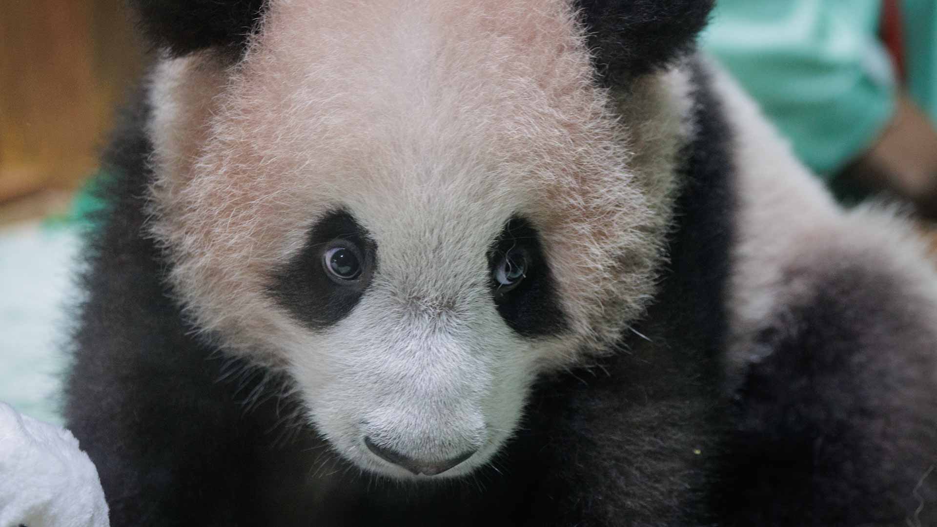 Indonesia’s first giant panda captivates fans