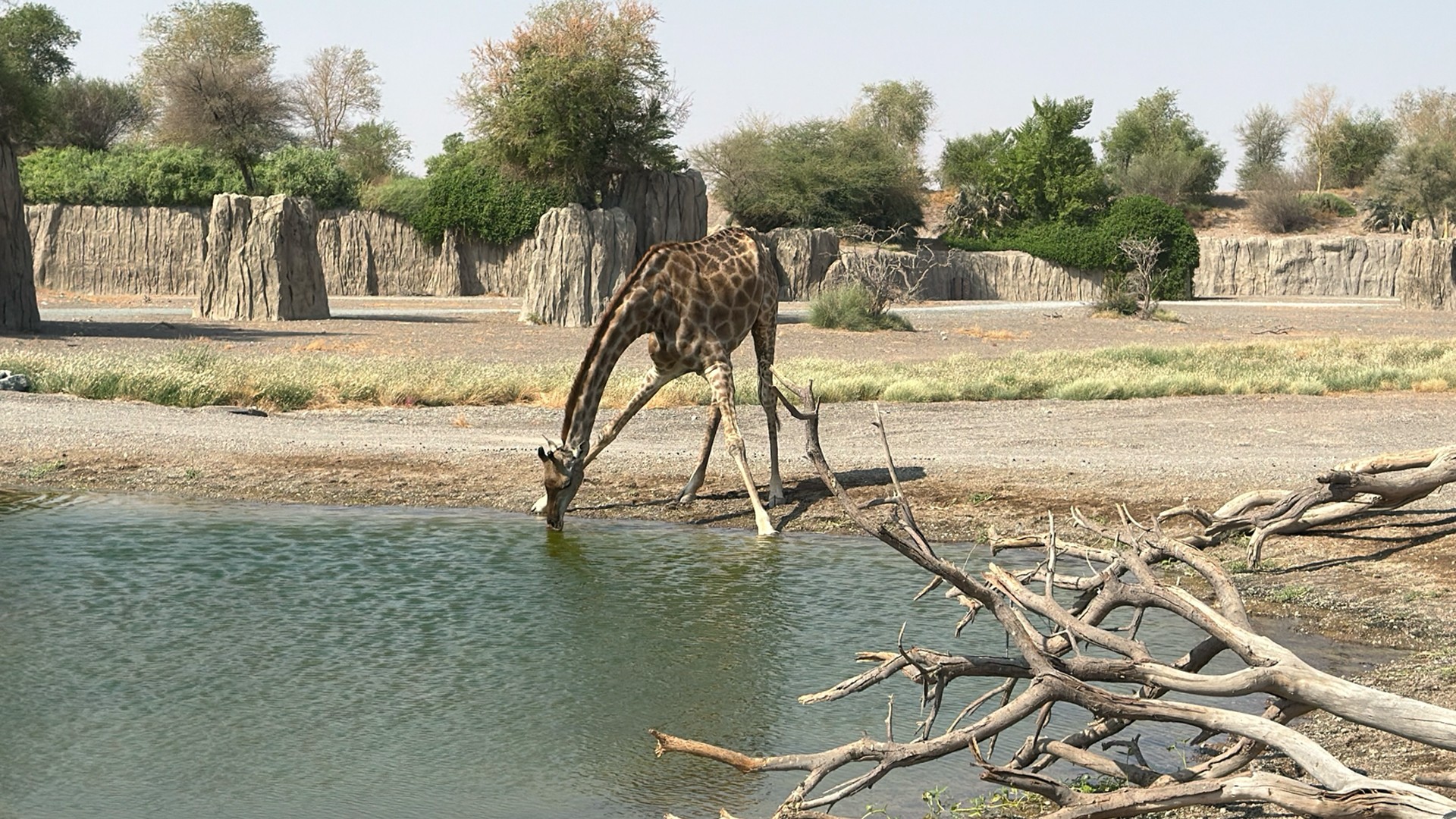 Sharjah Safari launches fifth season with new experiences 