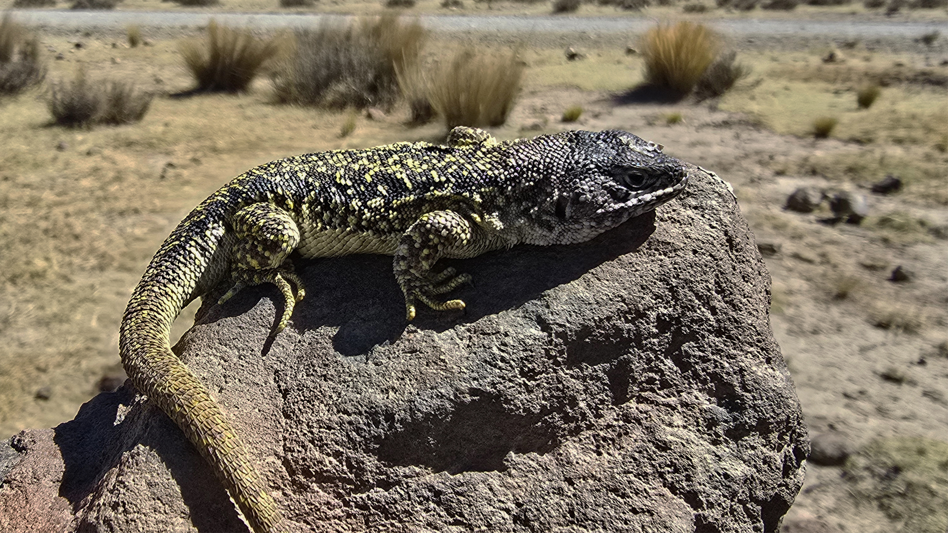 New lizard species discovered in Peru’s High Andes