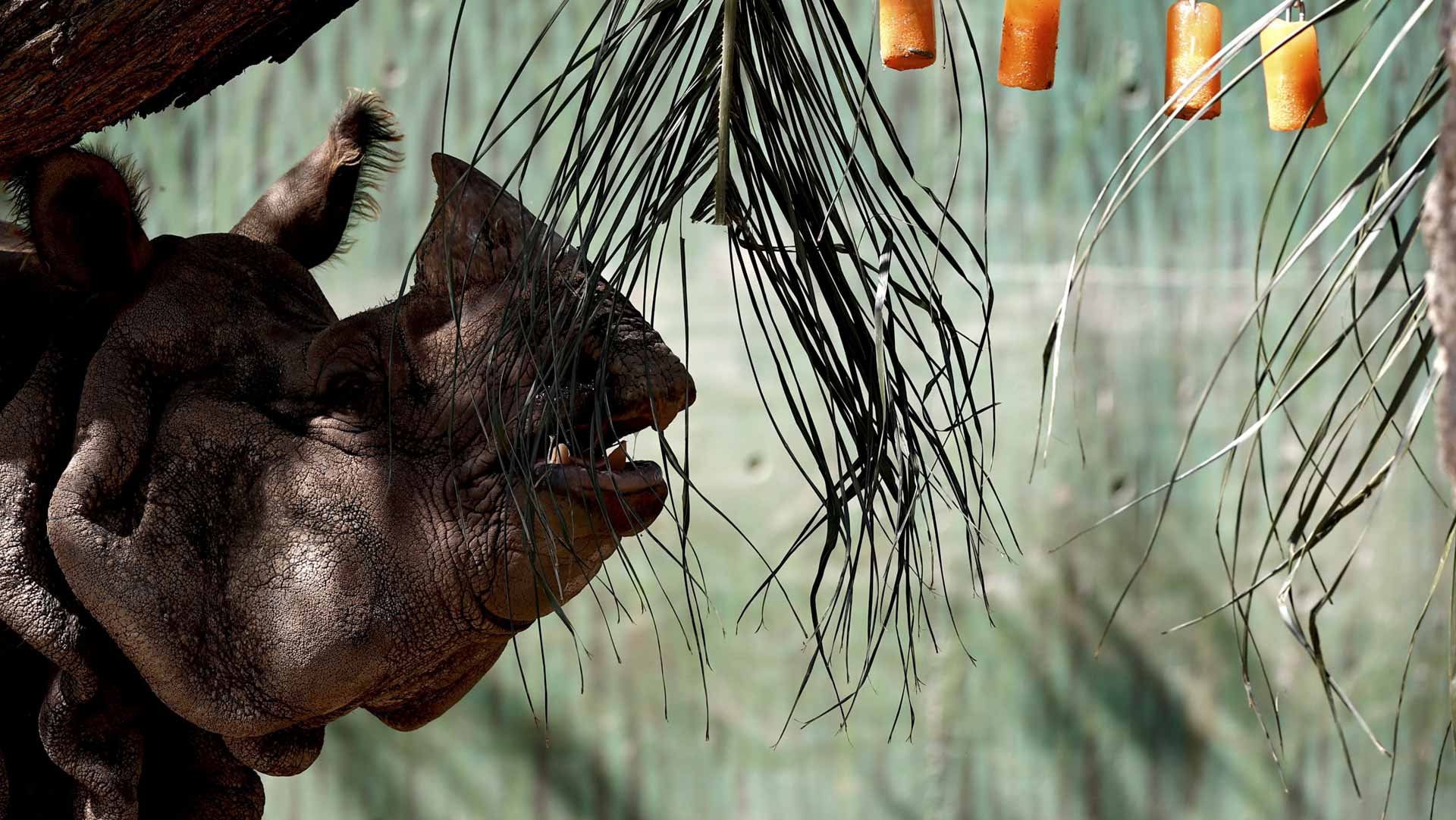 Sumatra rhino breeding efforts raise hope for endangered species
