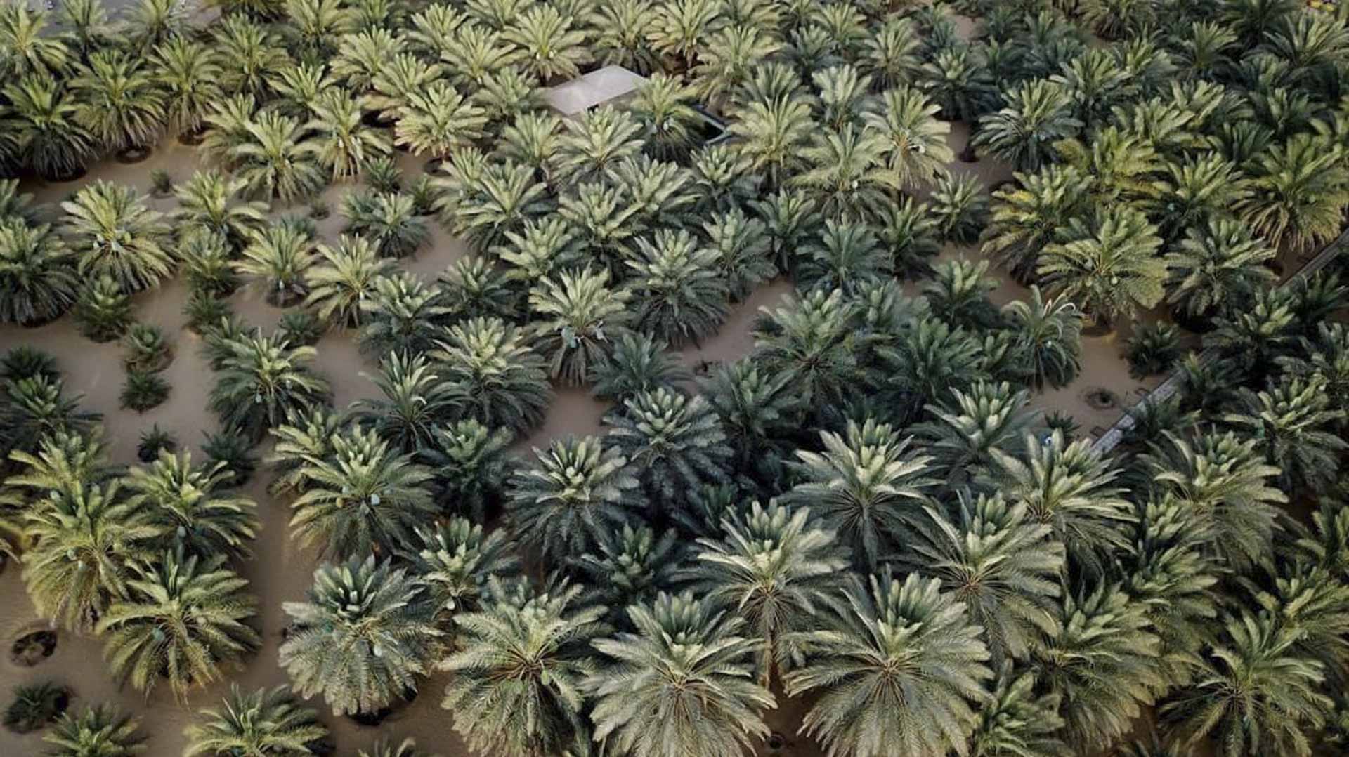 UAE date palms expand across China as cultivation advances
