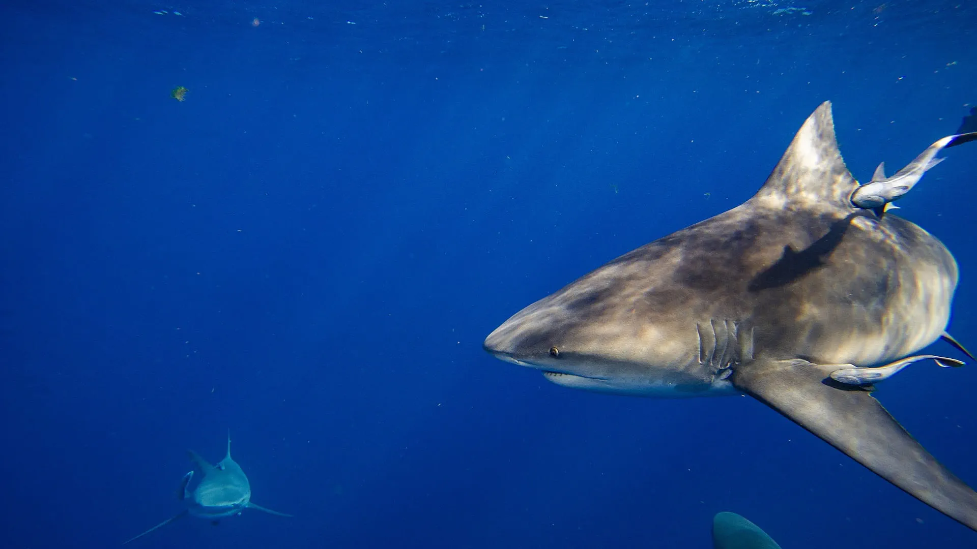 Shark kills swimmer off beach in Western Australia