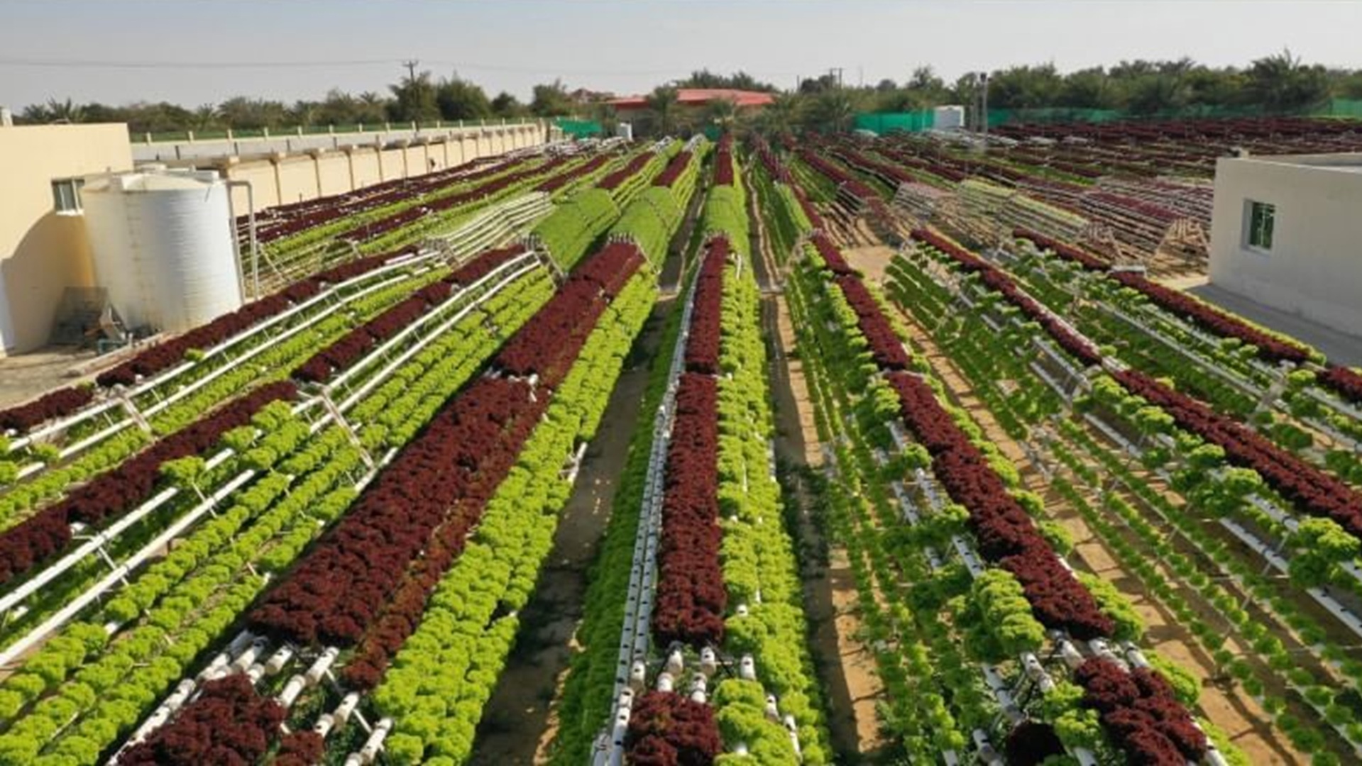 من الإنتاج للأسواق العالمية.. الإمارات تعزز تنافسية المنتج الوطني