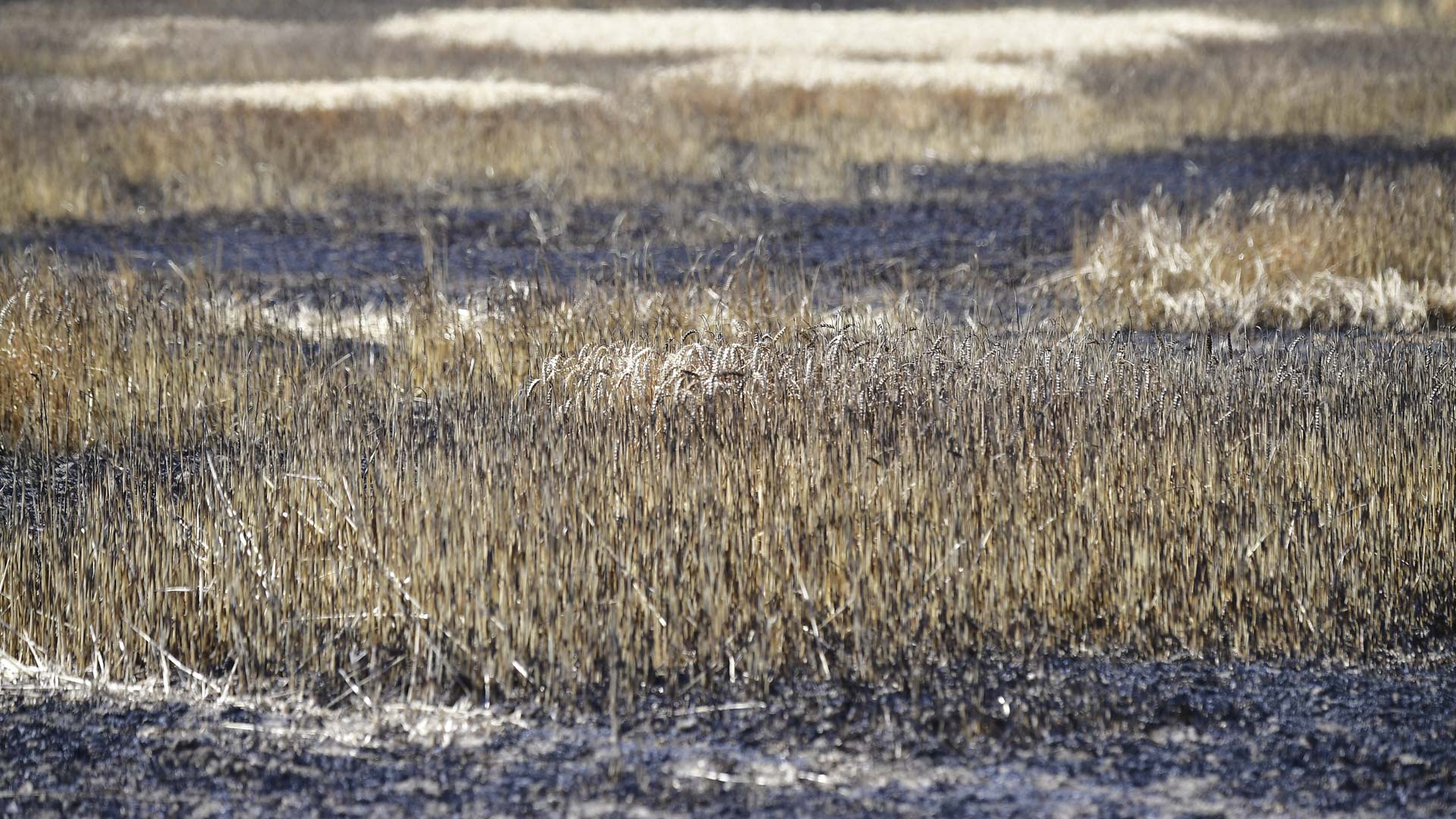 Study: Summer heatwaves cost Germany $28.4B in economic losses 
