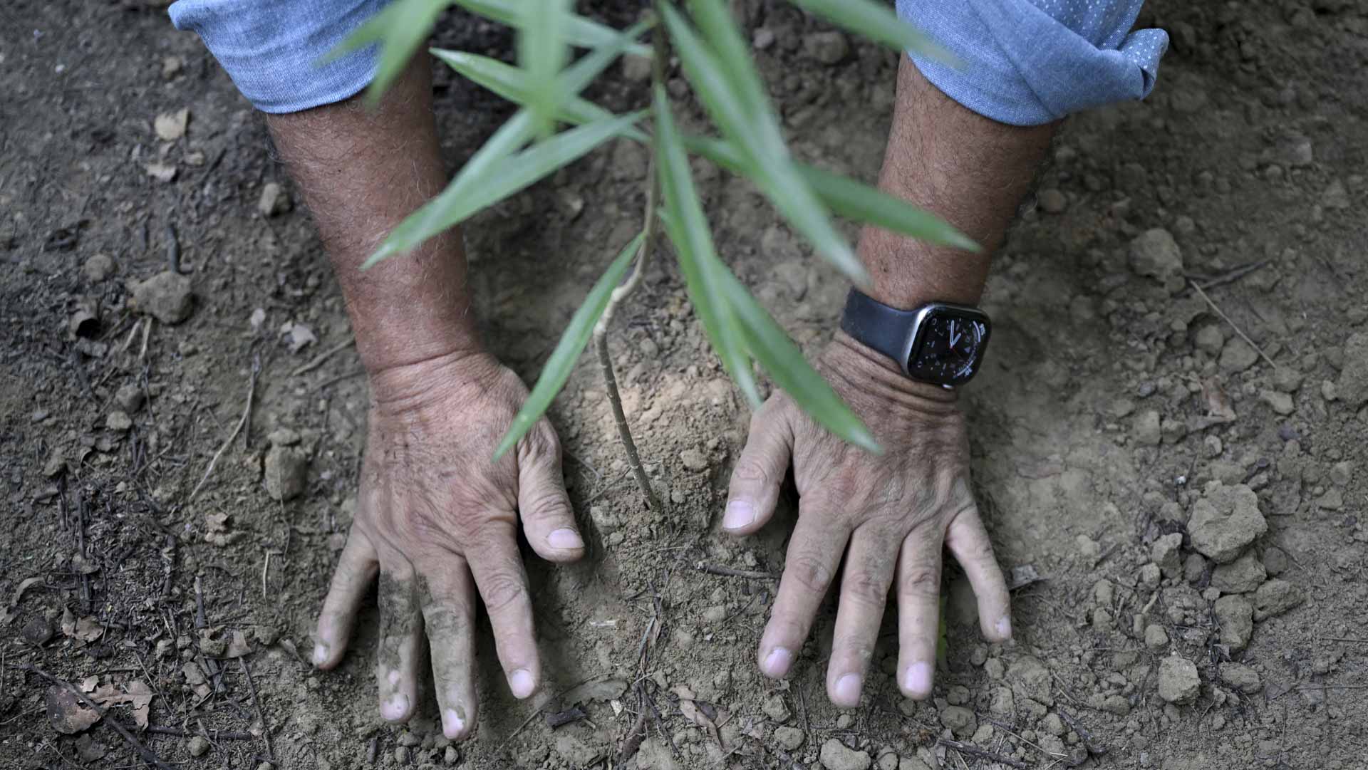 India's 'Tree Father' plants for a greener future