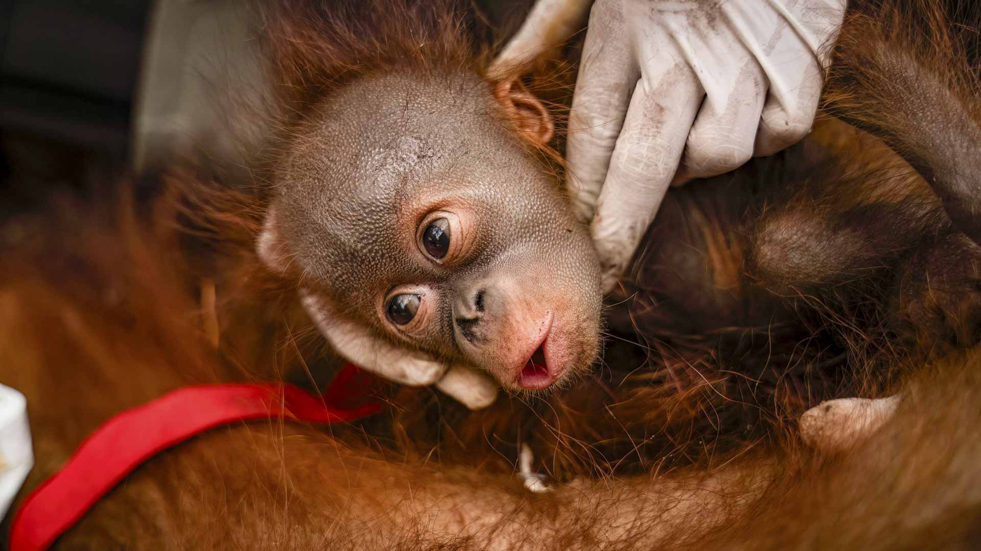 Indonesia fires threatens critically-endangered orangutan 