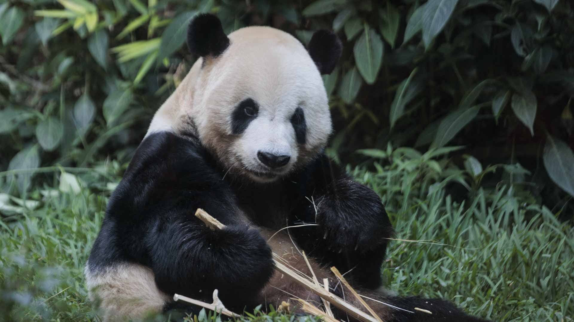 China sends two giant pandas to US