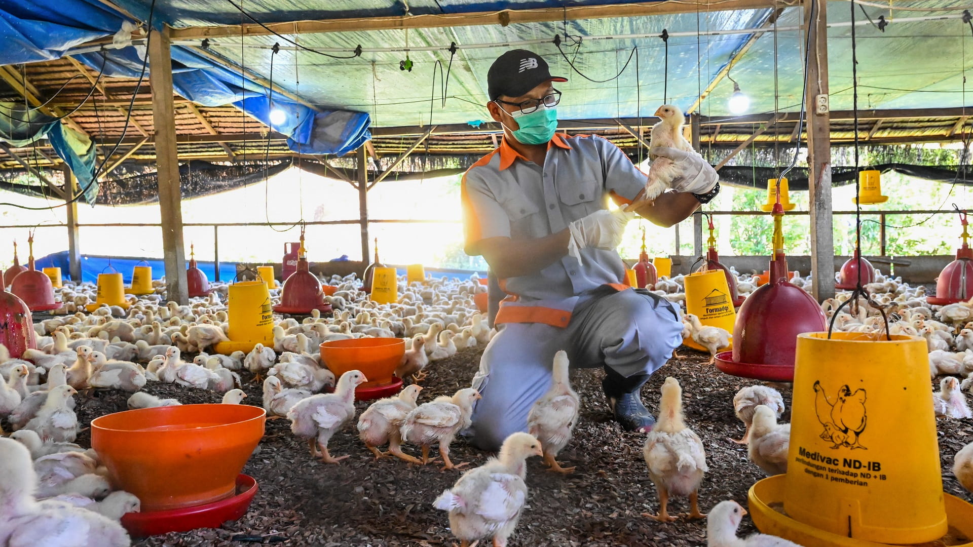 WHO worried bird flu might adapt to humans 'more easily'